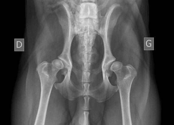 La dysplasie de la hanche est une anomalie de l’articulation coxo-fémorale. Une seule ou les deux hanches peuvent être touchées chez un chien.