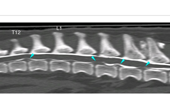 À la suite d'un scanner, en fonction de la localisation de la hernie, des symptômes présentés, de l’âge et des antécédents de votre chien, il vous est conseillé le traitement le plus adapté.