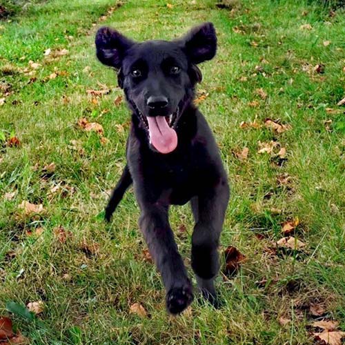 Mieux vaut attendre la fin de la croissance pour commencer à pratiquer une activité physique avec votre chien 