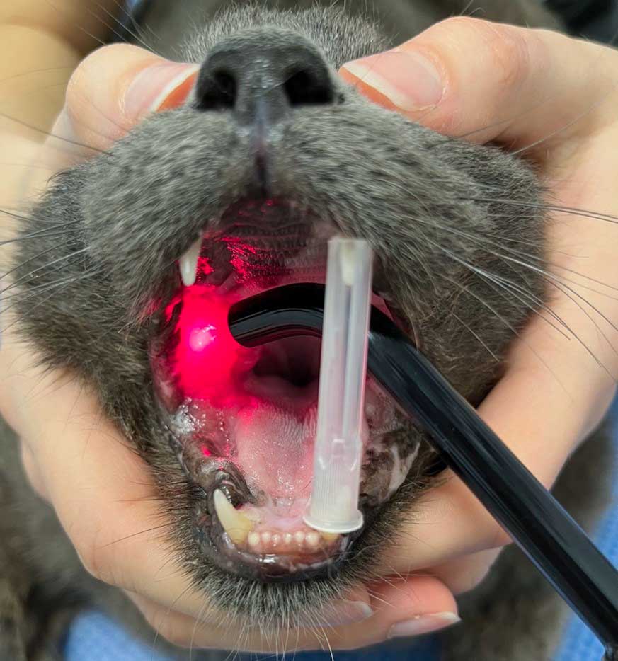 Utilisation du laser thérapeutique dans le traitement de la gingivite chronique chez le chat