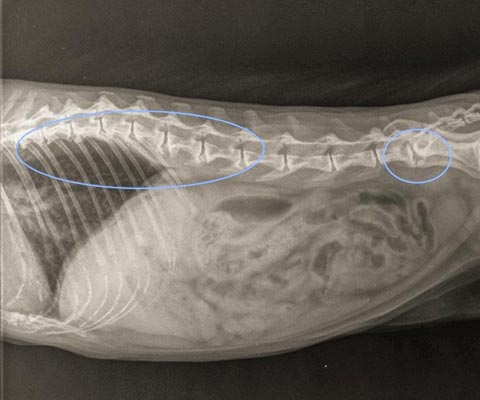 Becs de perroquets sur les vertèbres thoraciques et les dernières lombaires d’un chat