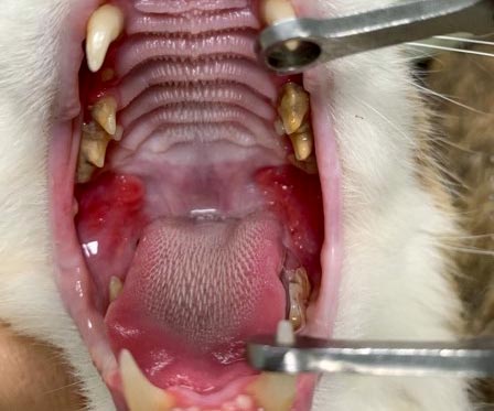 Gestion multimodale de la gingivo-stomatite féline | Vet'Ostéo à ...