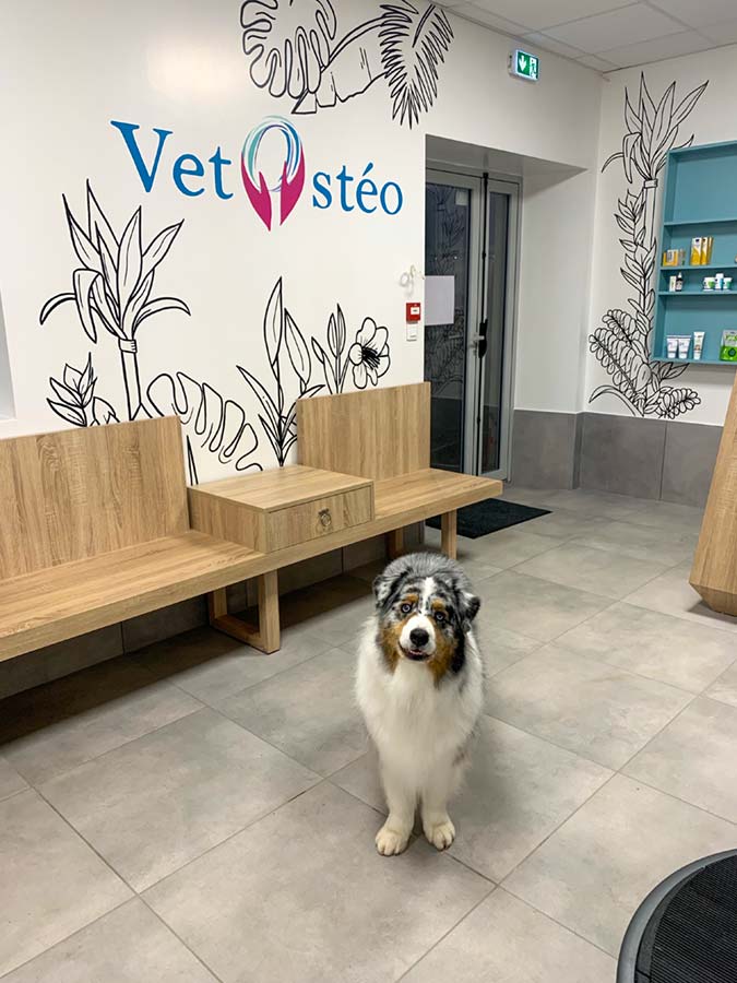 Salle d'attente Vet'Ostéo un berger australien attend sa consultation d'ostéopathie