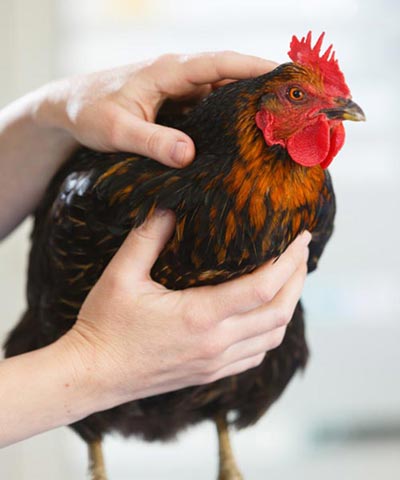 Traitement des boiteries traumatiques chez la poule.