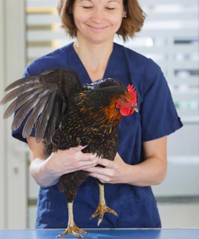 Ostéopathie poule.