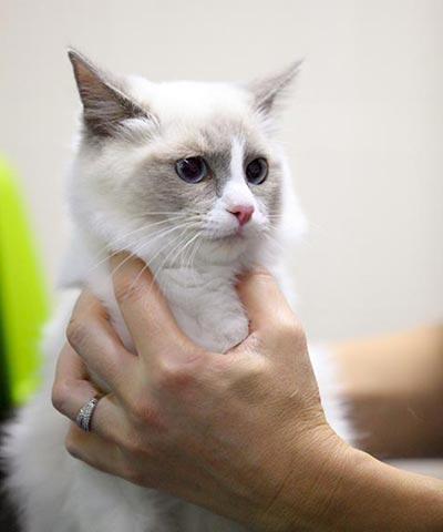 Etape de la consultation d'ostéopathie pour le chat.