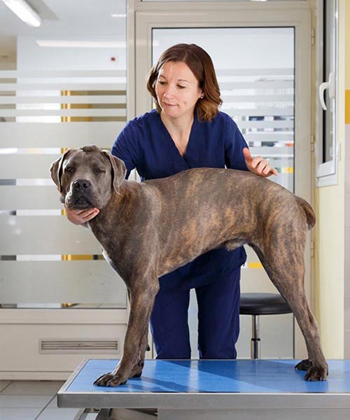 L’ostéopathie est une médecine complémentaire aux autres domaines vétérinaires.