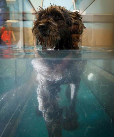 La hauteur de l'eau permet de soulager le chien du poids de son corps et de mouvoir ses membres plus facilement.