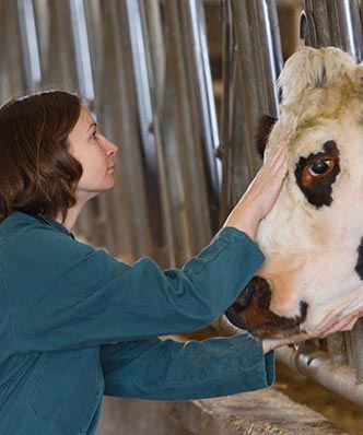 Les vaches collaborent volontiers au traitement ostéopathique.