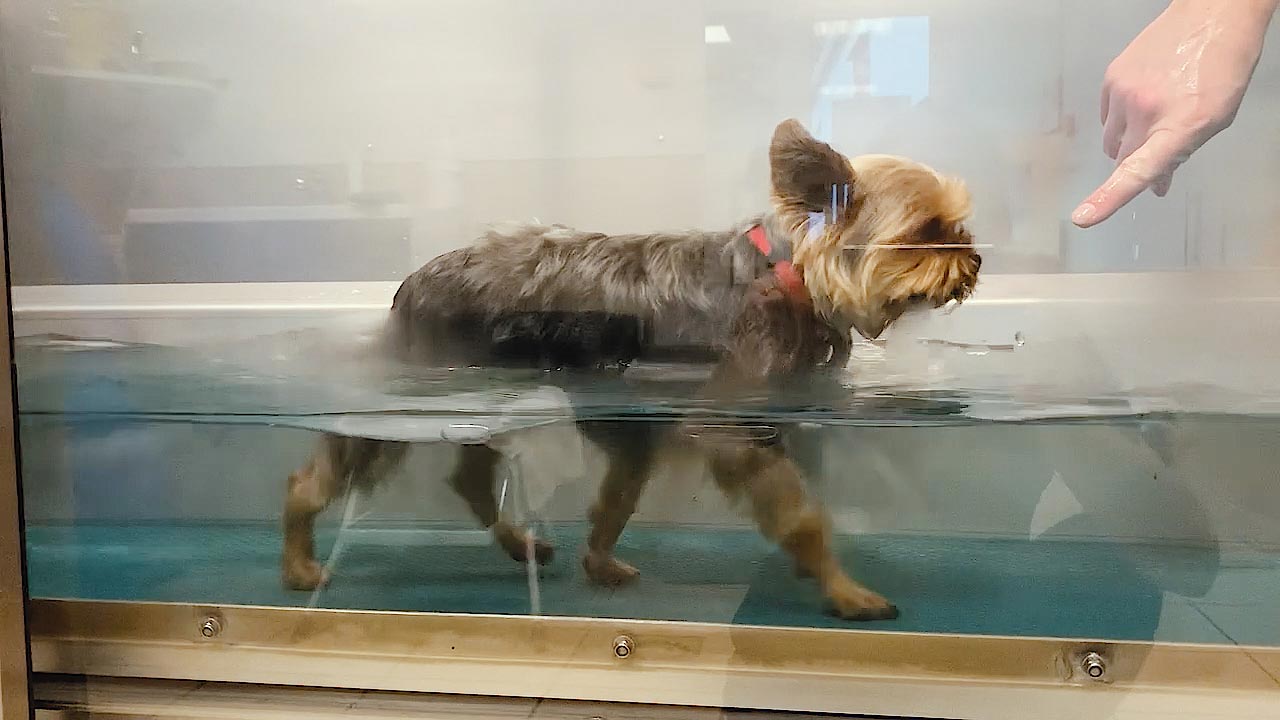 Hydrotherapie chez VET'OSTEO