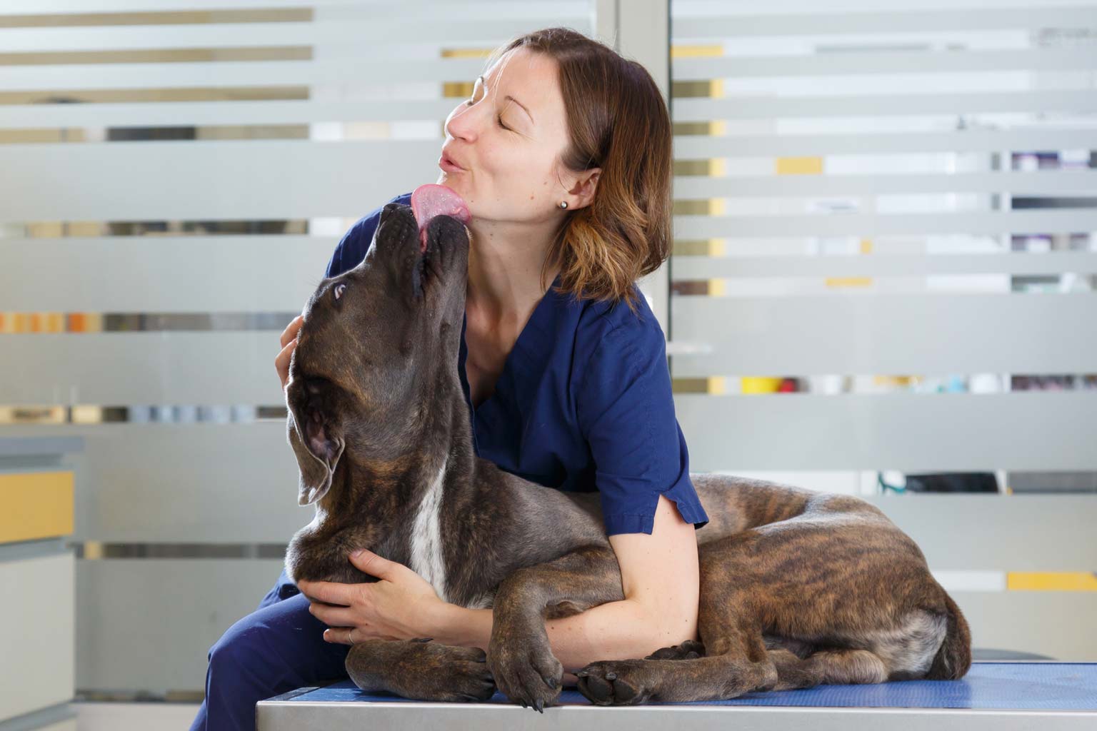 Médecines manuelles et naturelles pour vos animaux